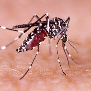 Using Google to Gauge Dengue Disease Activity